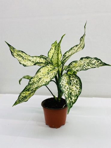 4"/6" Aglaonema Spring "Snow White"
