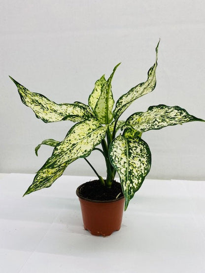4"/6" Aglaonema Spring "Snow White"