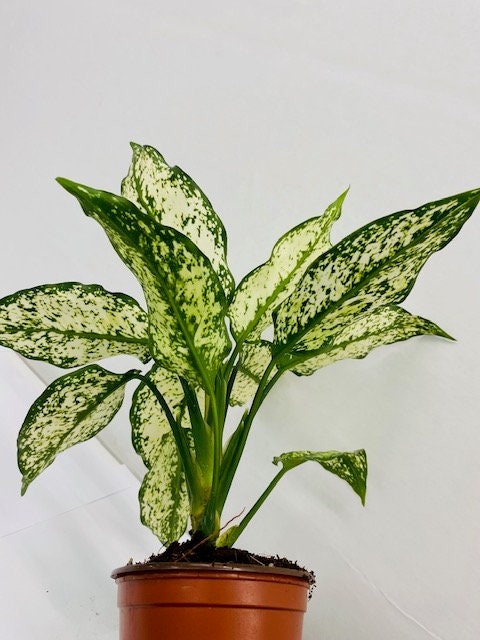 4"/6" Aglaonema Spring "Snow White"
