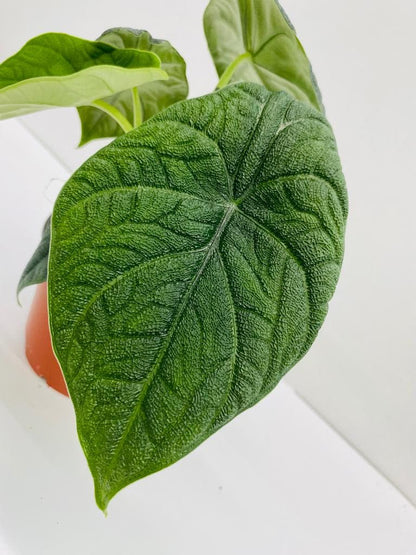 Baby Plant/4"/6" Alocasia Rugosa Melo *RARE COLLECTIBLES*