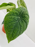 Baby Plant/4"/6" Alocasia Rugosa Melo *RARE COLLECTIBLES*