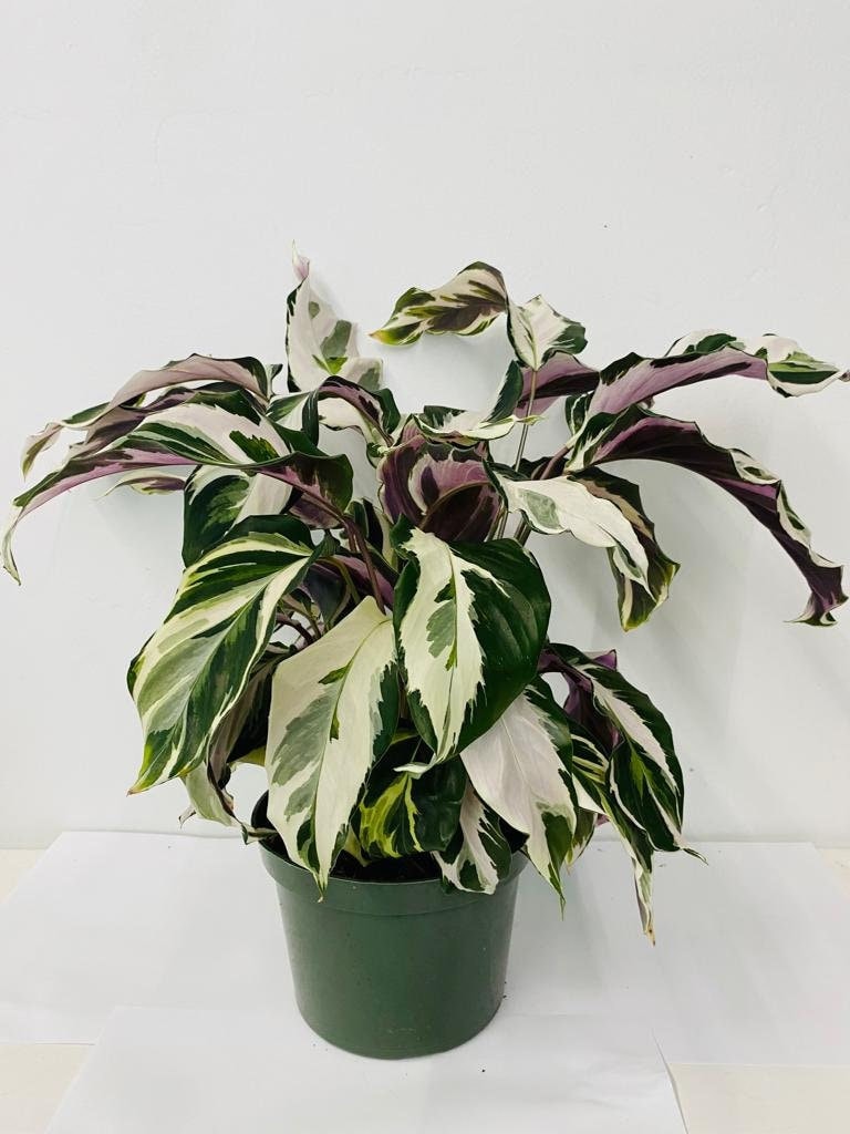 4"/6" Calathea Stella