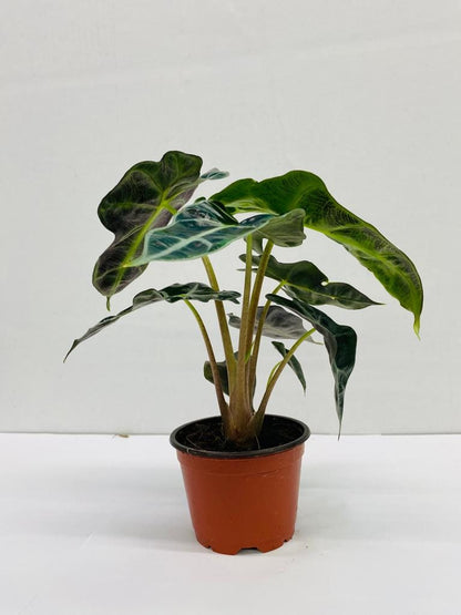 4"/6" Alocasia Polly (African Mask)