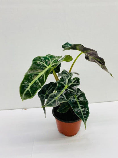 4"/6" Alocasia Polly (African Mask)
