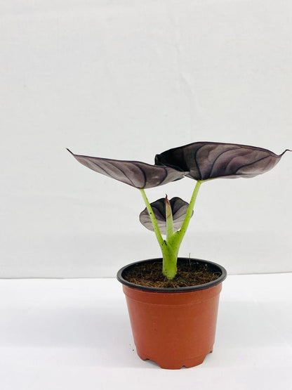 4" Alocasia Nebula Imperialis