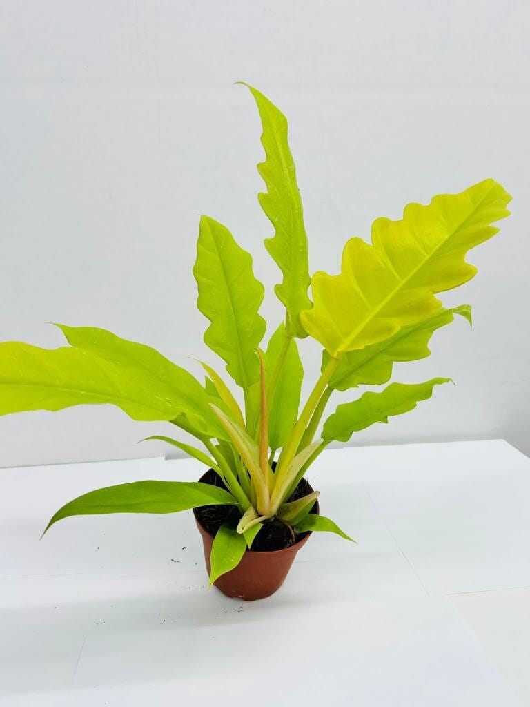 philodendron crocodile gold Philodendron Golden Crocodile – Coollective Plants