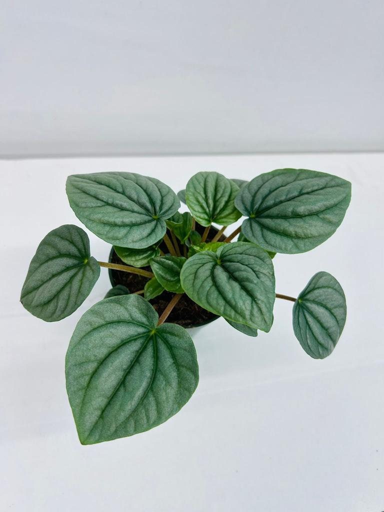 4" Peperomia Frost
