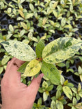 Baby/4" Ficus Shiveriana Variegated