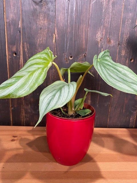 4" Philodendron Mamey "Silver Cloud"