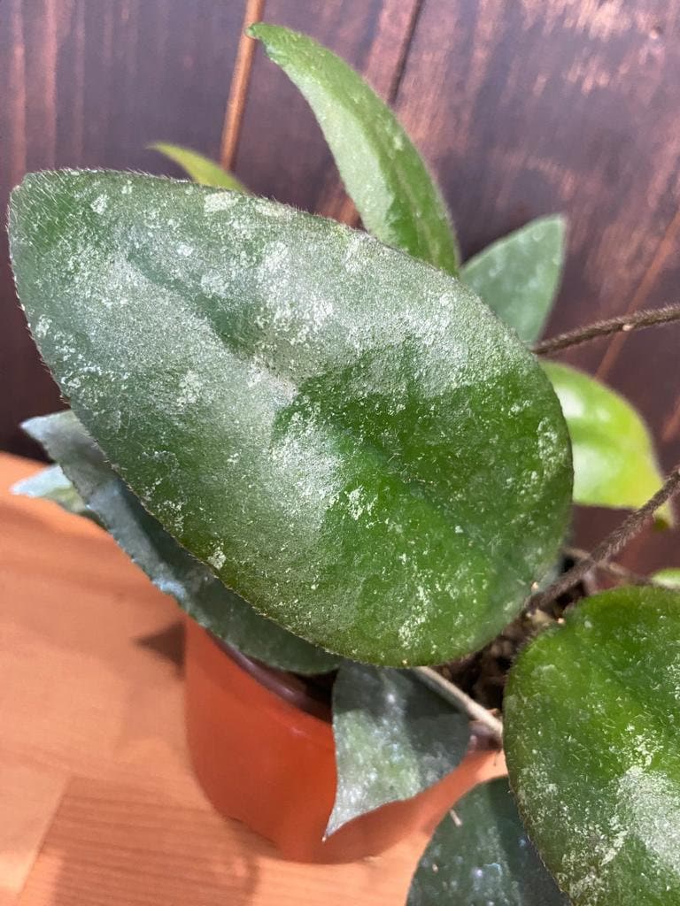 4" Hoya Sumatra "Rare Hoya"