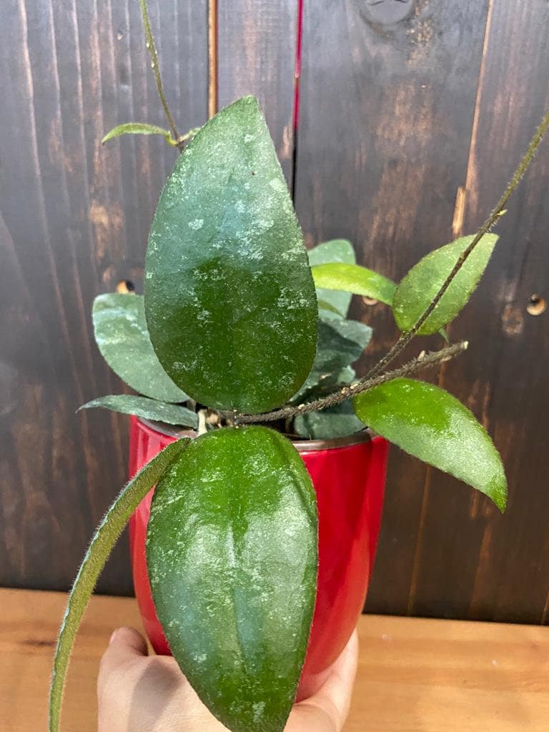 4" Hoya Sumatra "Rare Hoya"