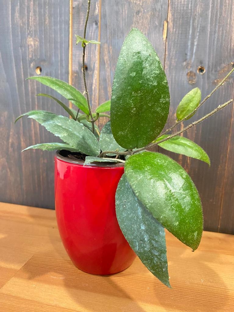 4" Hoya Sumatra "Rare Hoya"