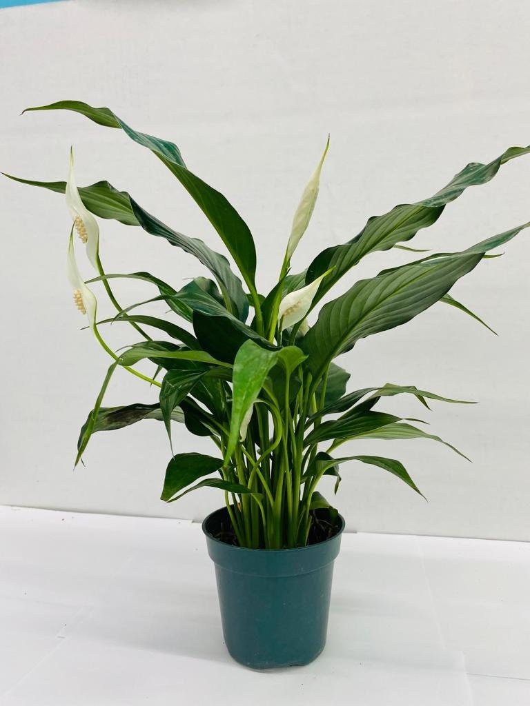 4"/6" Spathiphyllum, Peace Lily, blooming plant
