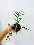 4" Philodendron Tortum "Rare Plant"