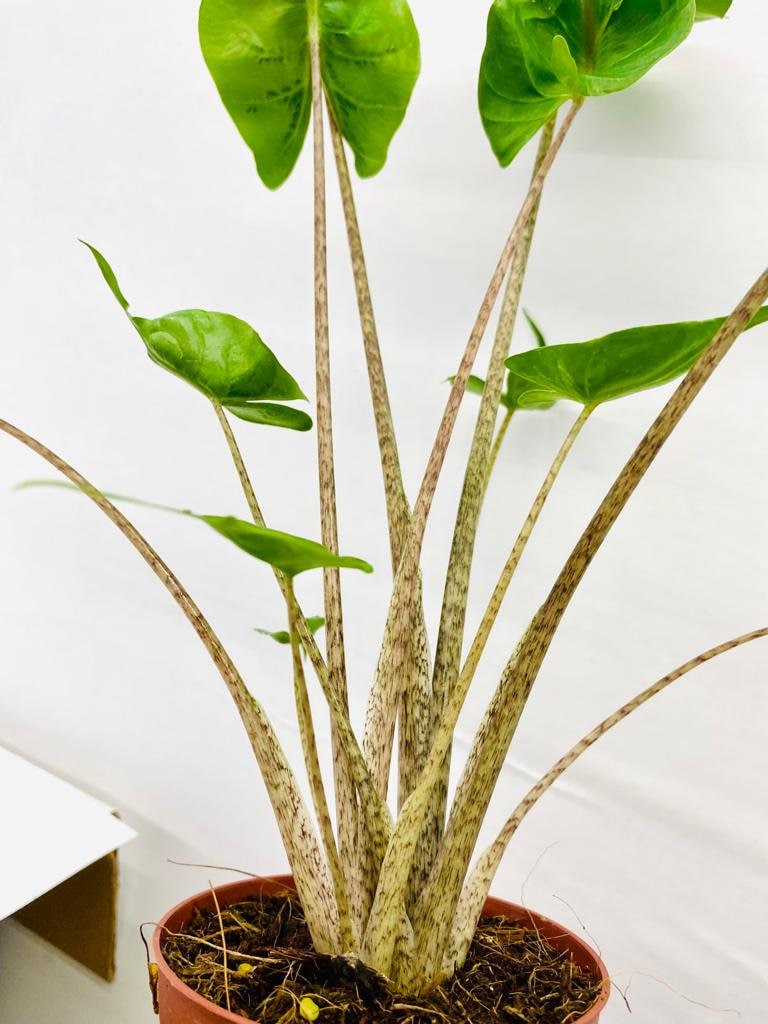 Baby Plant/4" Alocasia Stingray