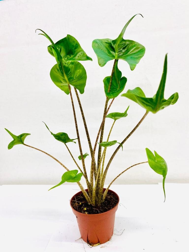 Baby Plant/4" Alocasia Stingray