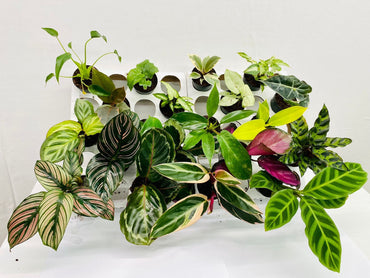 BELEAF 2" Plants "Basic Package"
