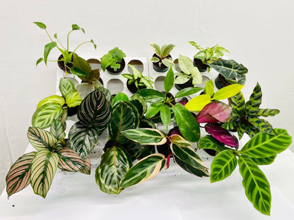 BELEAF 2" Plants "Basic Package"