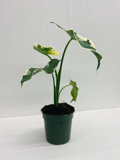 4" Alocasia Mickey mouse