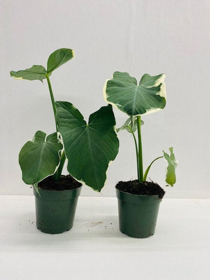4" Alocasia Mickey mouse