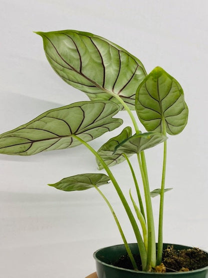 4" Alocasia Dragon Scale
