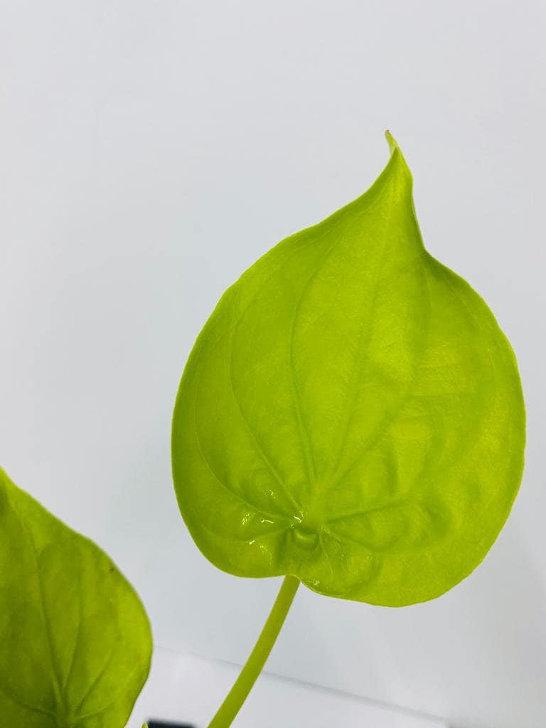 4" Alocasia Cucullata Yellow Tail
