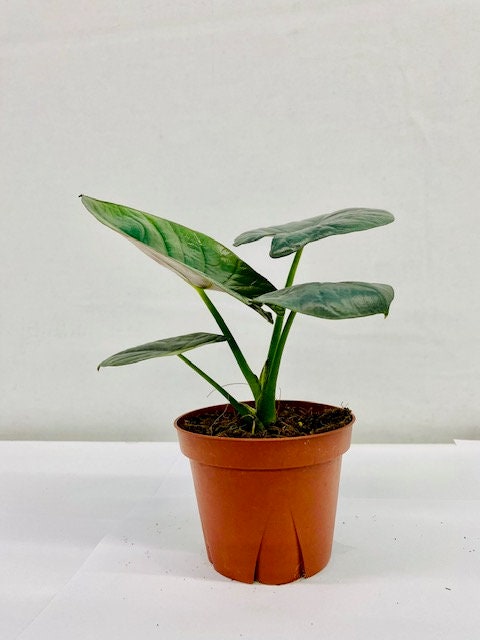 4" Alocasia Bisma