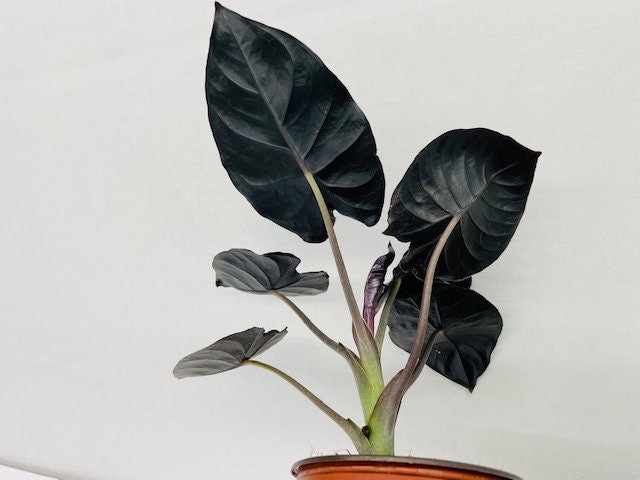 4"/6" Alocasia Infernalis (Black Panther) *** RARE PLANT***