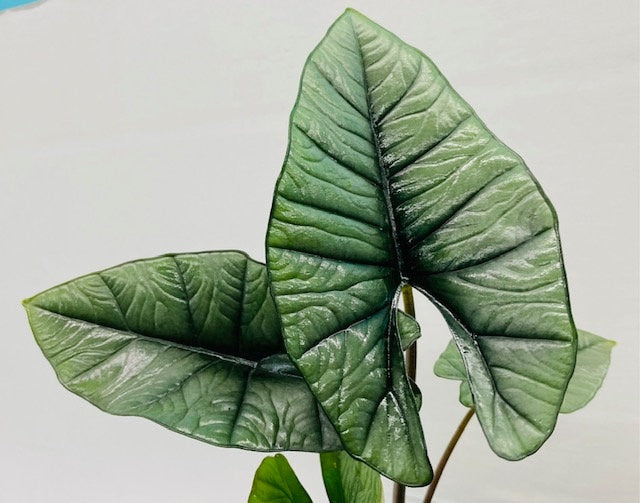 4"/6" Alocasia Platinum "Rare Plant"
