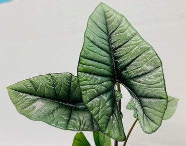 4"/6" Alocasia Platinum "Rare Plant"