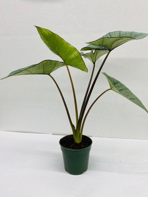 4"/6" Alocasia Platinum "Rare Plant"