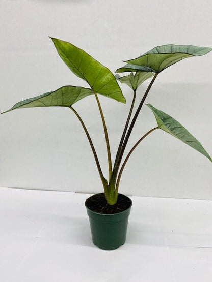 4"/6" Alocasia Platinum "Rare Plant"