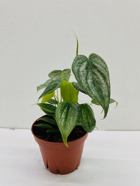 brande philodendron Philodendron Brandi (2–4 inch plant)