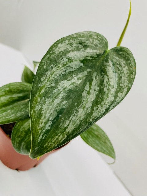philodendron brandi lowes Philodendron Brandi (2–4 inch plant) – Coollective Plants