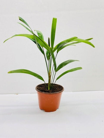 4" Rhapis Excelsa (Lady Palm)