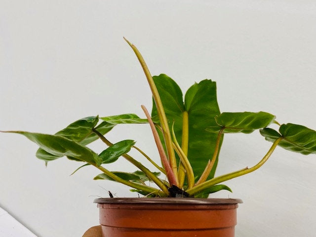 Baby Plant/4" Philodendron Billietiatiae Croat