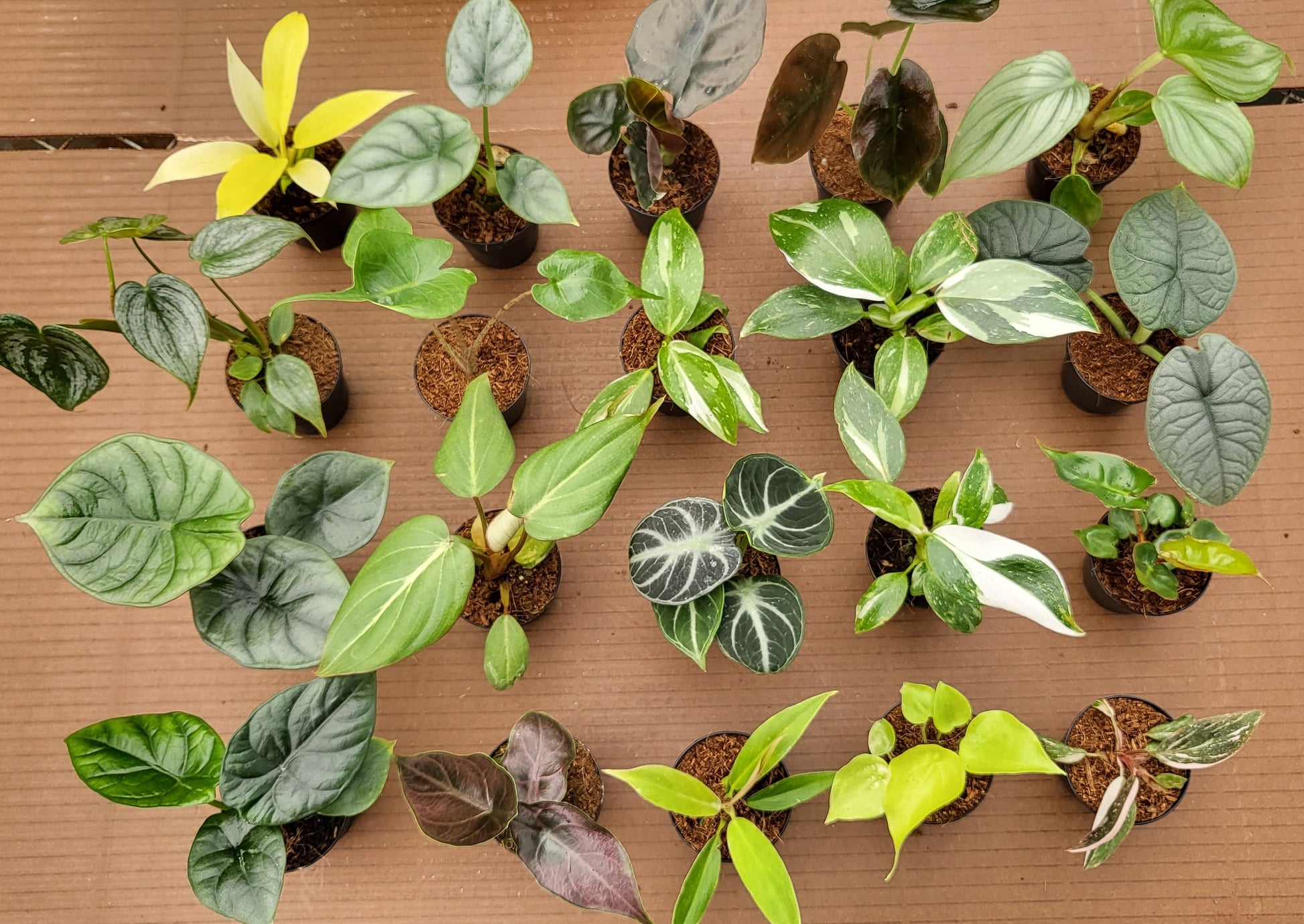 BECOOL 2" Plants "Medium Package"