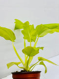 Baby plant/4"/6" Philodendron Warsewiczii Aurea