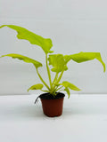 Baby plant/4"/6" Philodendron Warsewiczii Aurea