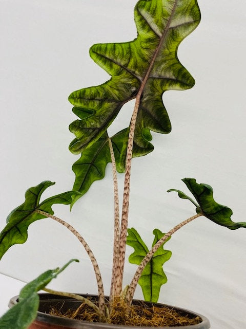 2" Pot Alocasia Jacklyn "Rare Plant"