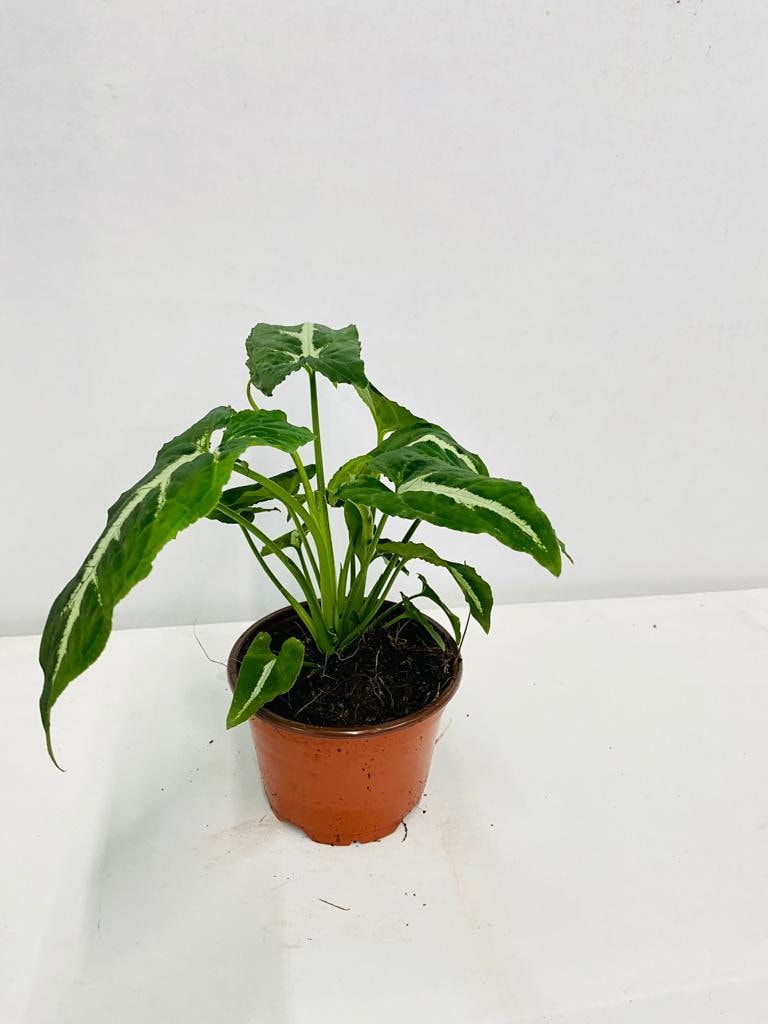 Baby Plant/4" Syngonium Wendlanii "Black Velvet"