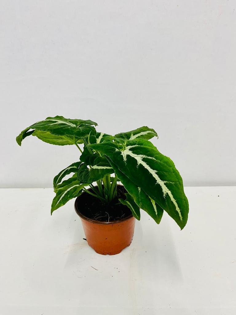 Baby Plant/4" Syngonium Wendlanii "Black Velvet"