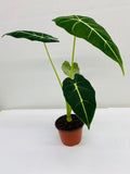 Baby Plant/4"/6" Alocasia Frydek