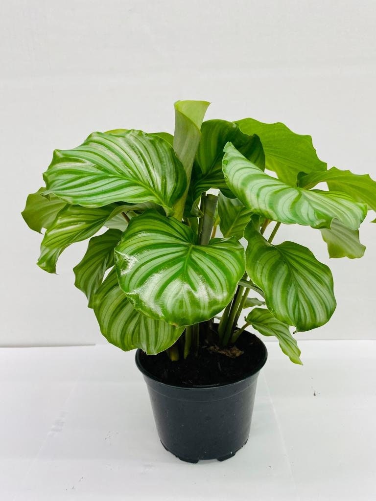 watermelon prayer plant Calathea Orbifolia (Watermelon)