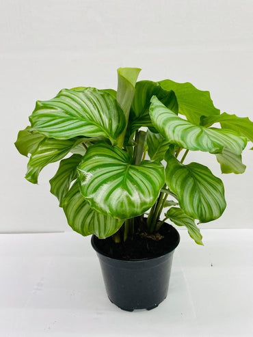 4"/6" Calathea Orbifolia (Watermelon)