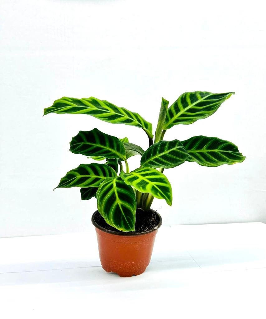 Baby Plant/4"/6" Calathea Zebrina