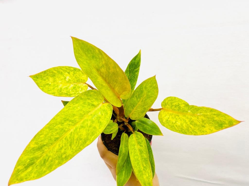 Baby/4" Philodendron Painted Lady