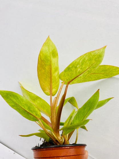 Baby/4" Philodendron Painted Lady