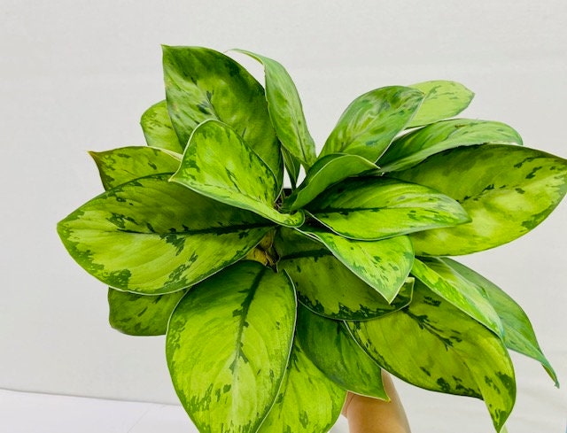 6" Homalomena Selby