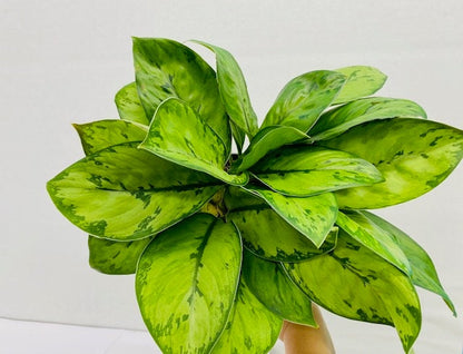 6" Homalomena Selby